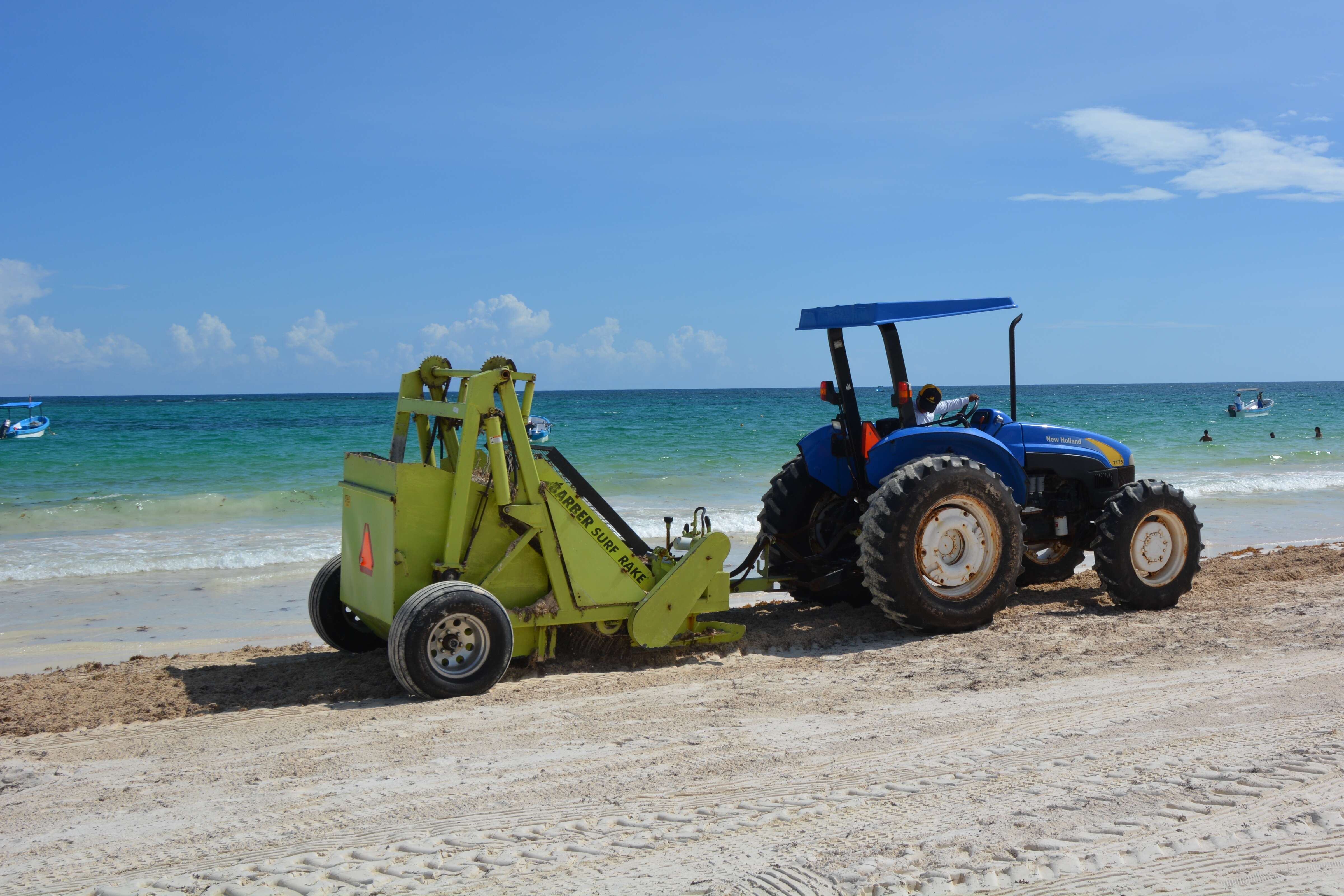 Image of Sargassum