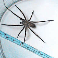 Image of Giant House Spider