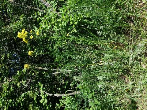 Image de Erysimum odoratum Ehrh.