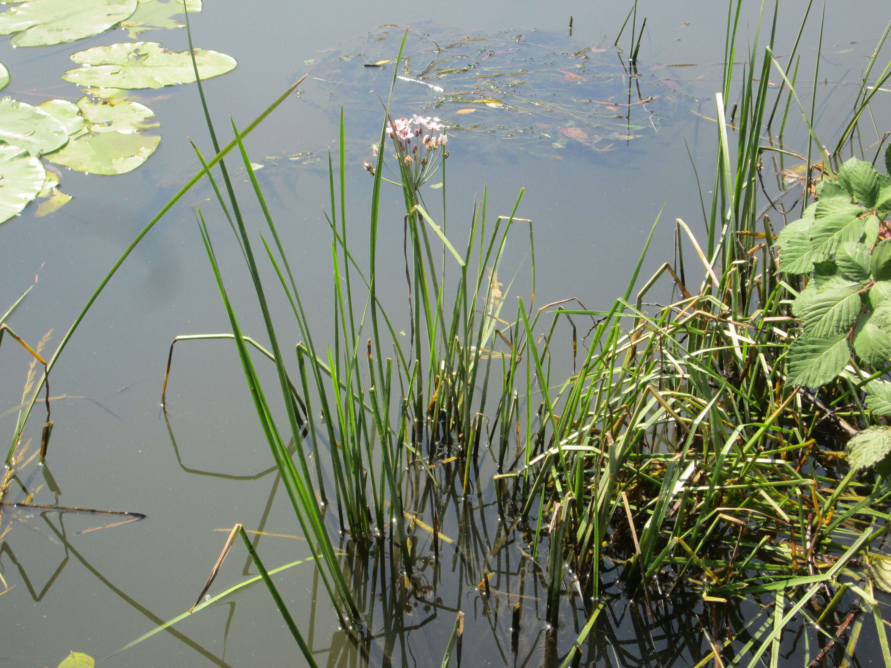 Image of flowering rush family