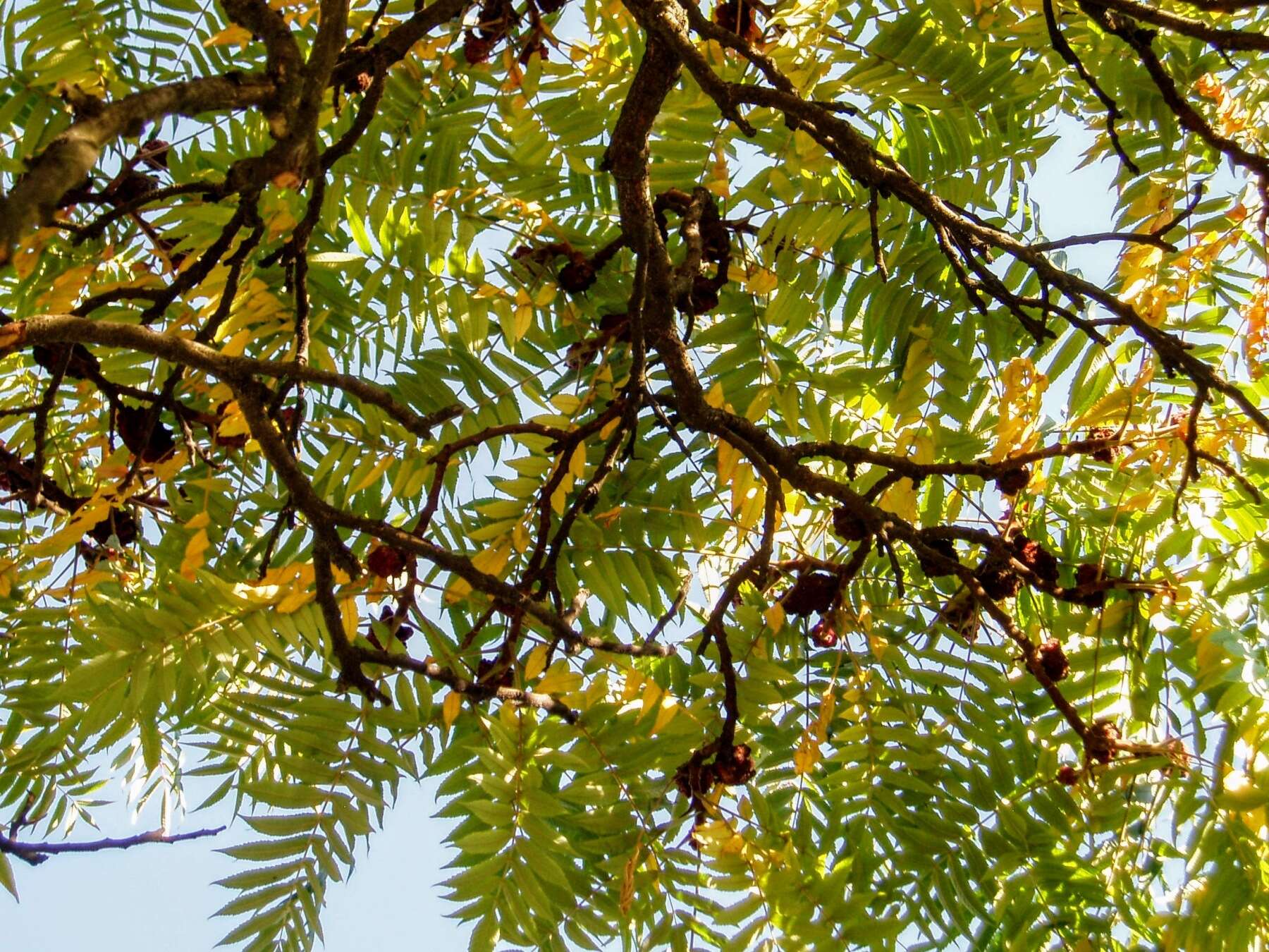 Image of staghorn sumac