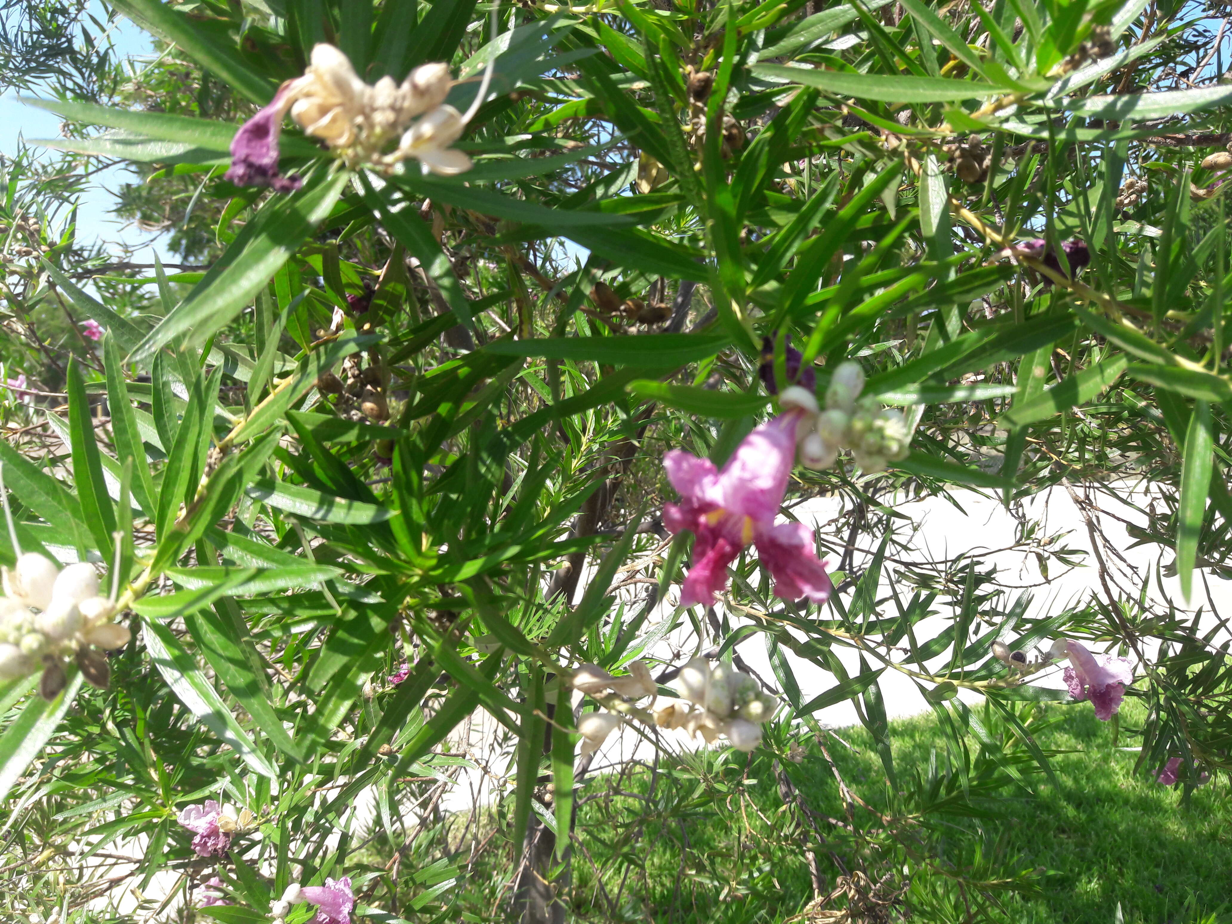 Image of desert willow