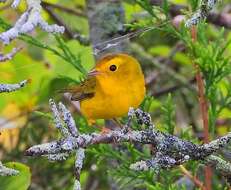 Image of Wilson's Warbler