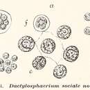 Image of Dactylosphaerium Steinecke 1916