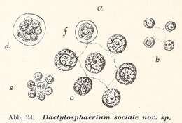 Image of Dictyosphaeriaceae