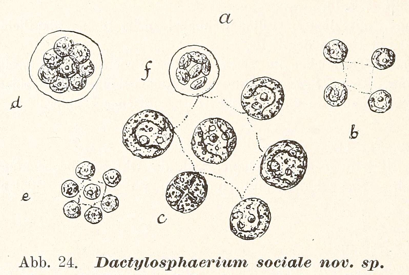 Image of Dictyosphaeriaceae