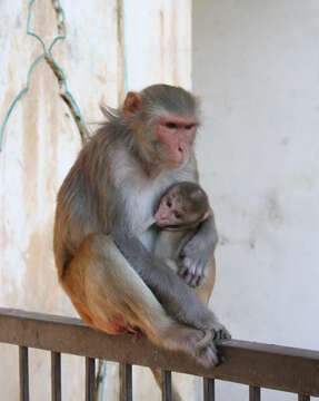 Image of Rhesus Monkey