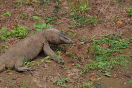 Image of Bengal Monitor Lizard