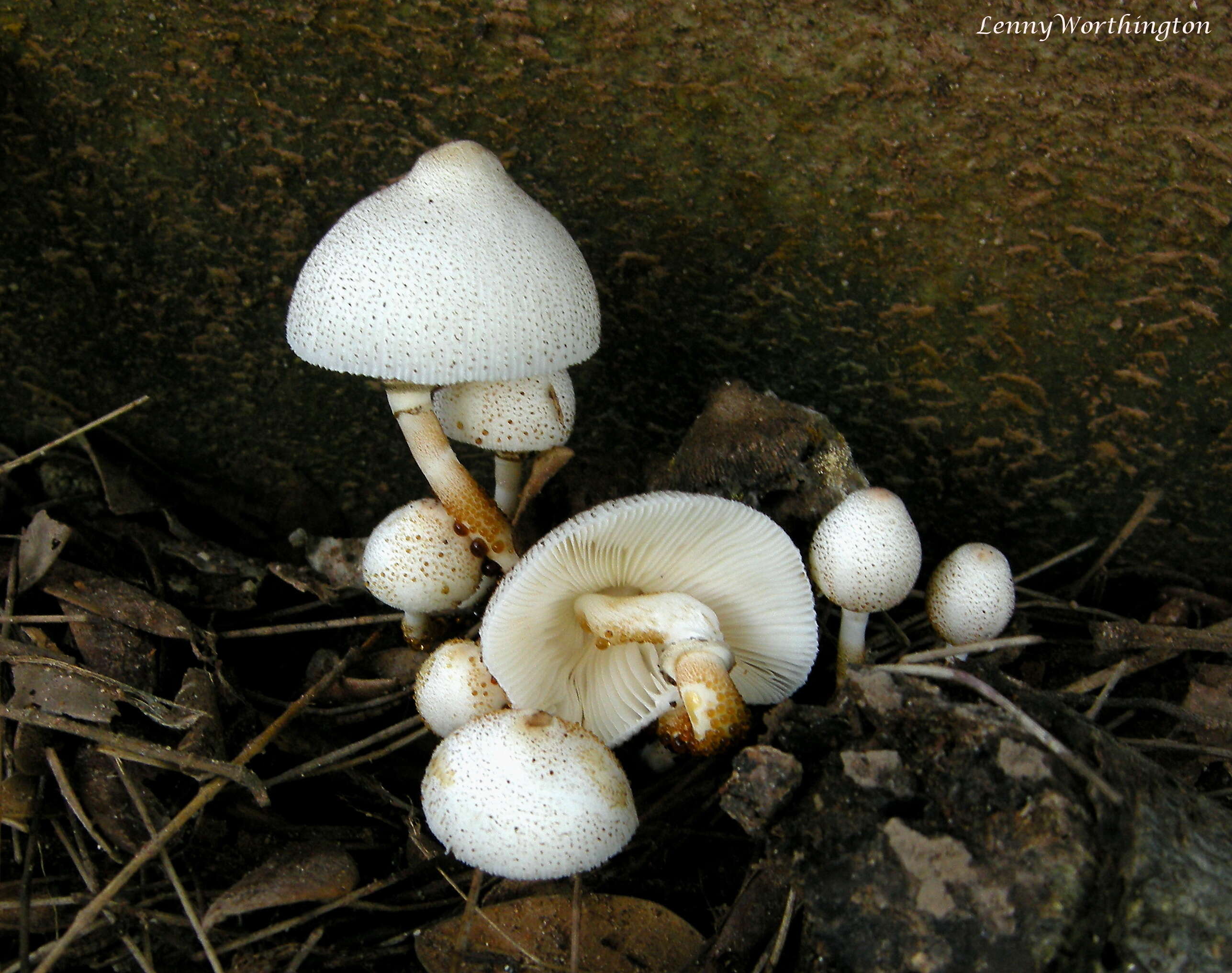 Image of Leucocoprinus cepistipes (Sowerby) Pat. 1889