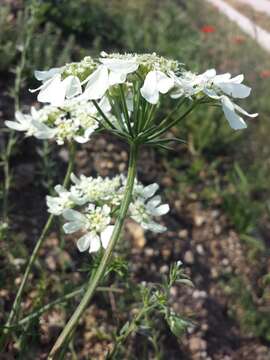 Orlaya grandiflora (L.) Hoffm. resmi