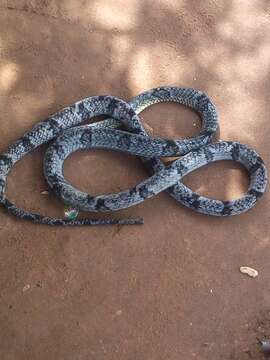 Image of Blandings Tree Snake