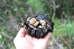 Image of Powdery Piggyback mushroom