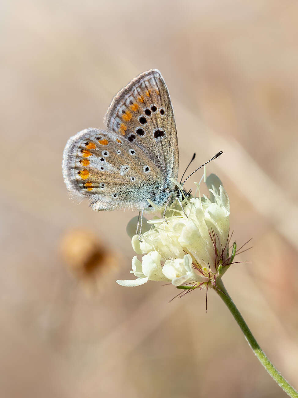 Image of Polyommatus dorylas