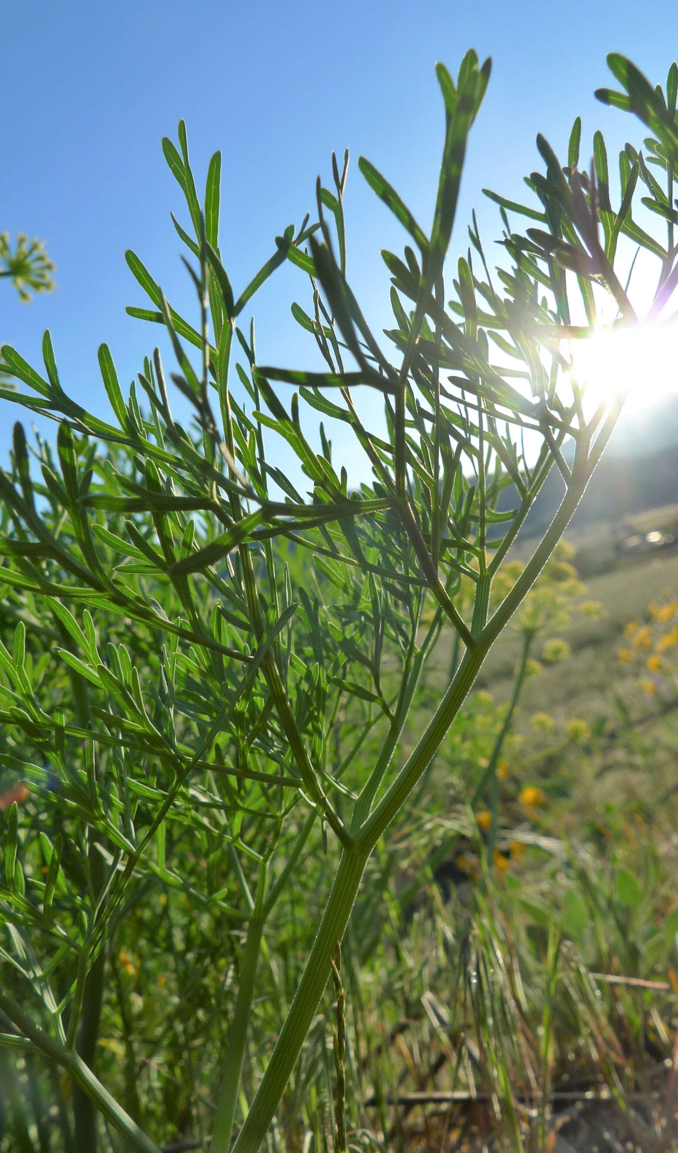 Image of Thompson's desertparsley