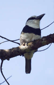 Image of White-necked Puffbird