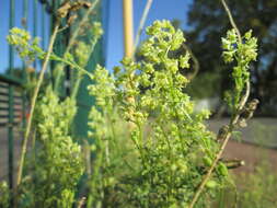 Слика од Reseda lutea L.