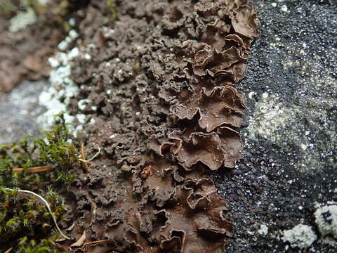 Image of Powdery kidney lichen