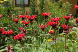 Image of scarlet beebalm