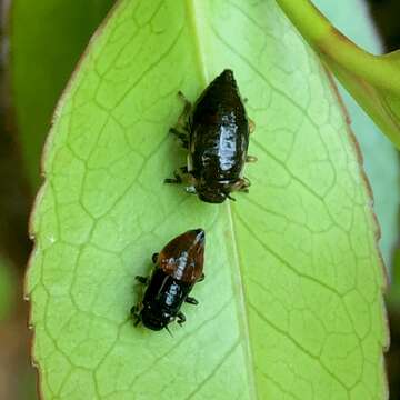 Image of spittlebugs