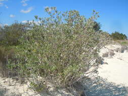 Image of Tree Oxeye