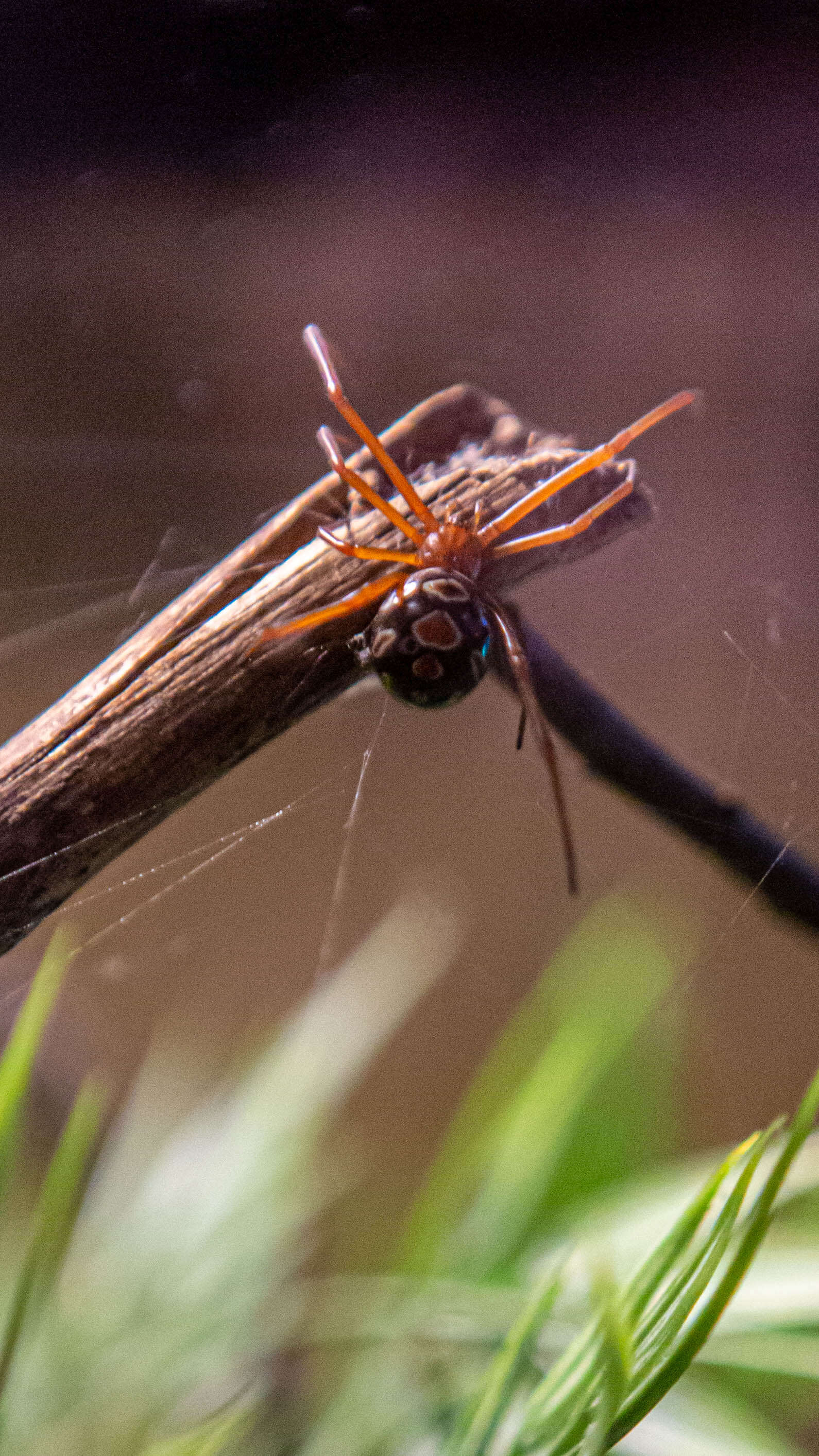 Latrodectus bishopi Kaston 1938的圖片