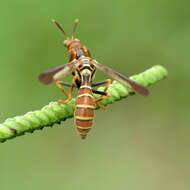 Image of Wasp Mantidfly