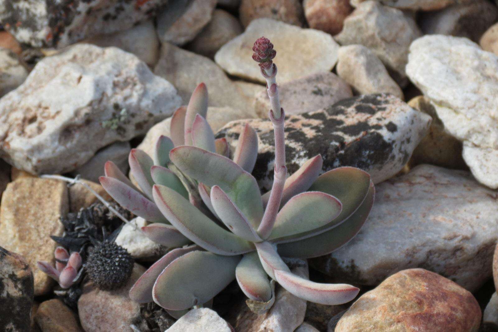 Image of Crassula cotyledonis Thunb.