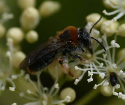 Image of early mining bee