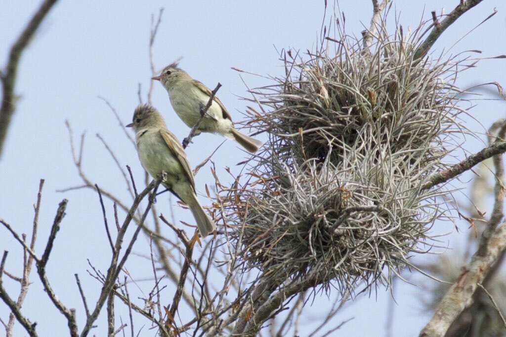 Image of Northern Beardless Tyrannulet