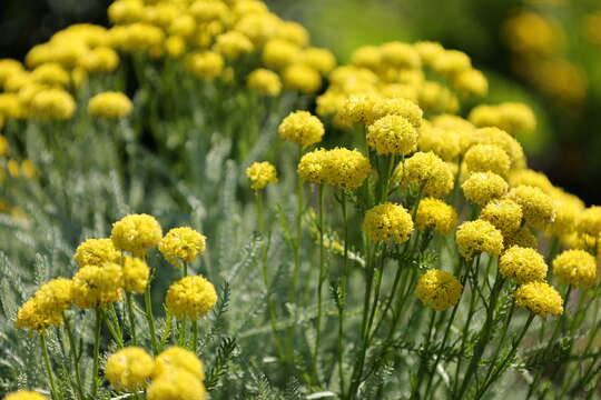 Image of lavender cotton