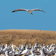 Image of Australasian Gannet