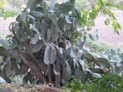 Image of Barbary Fig