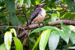 Image of Ceylon Grey-Hornbill