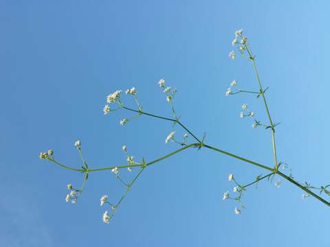 Imagem de Galium palustre L.