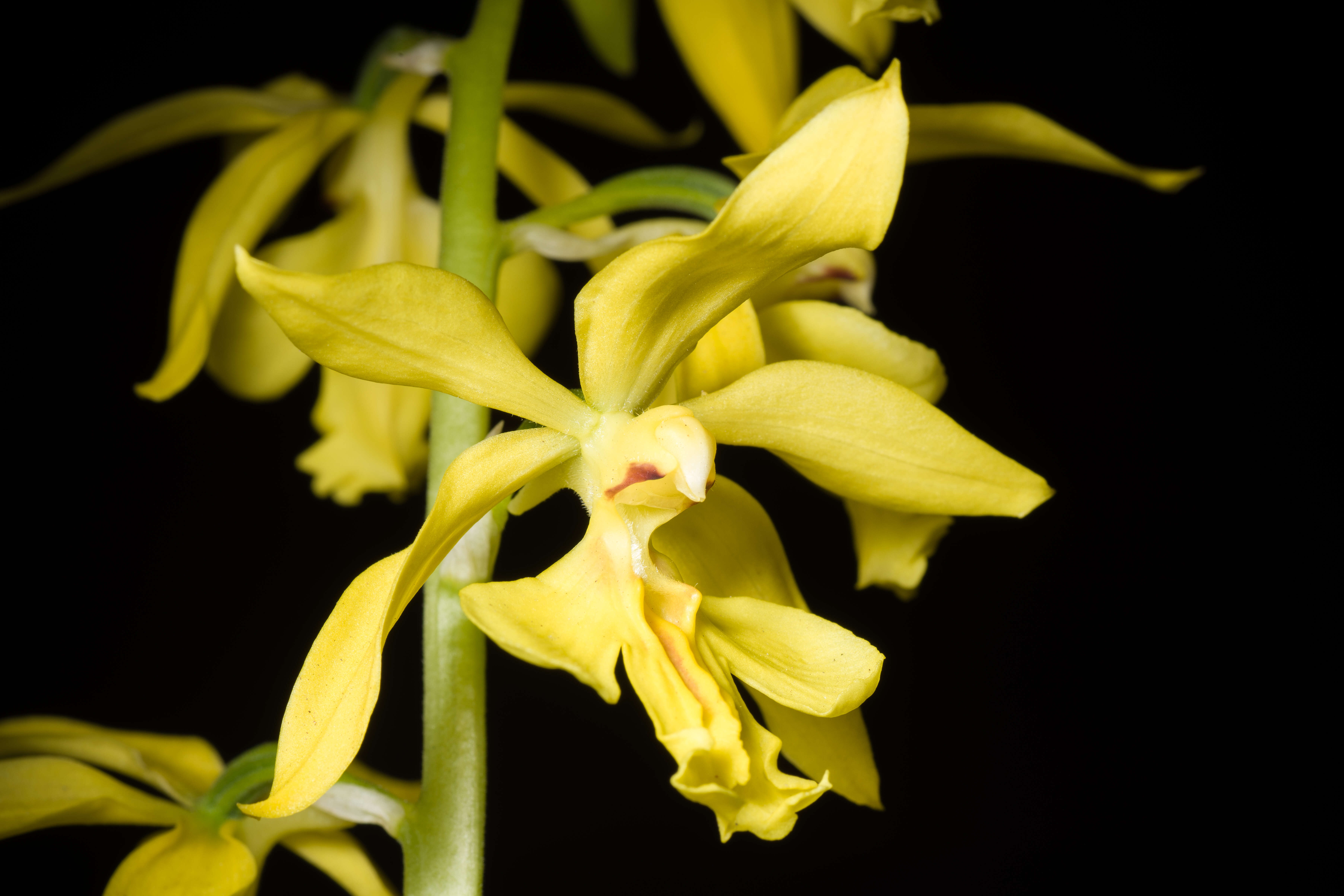 Image of Calanthe striata R. Br. ex Spreng.