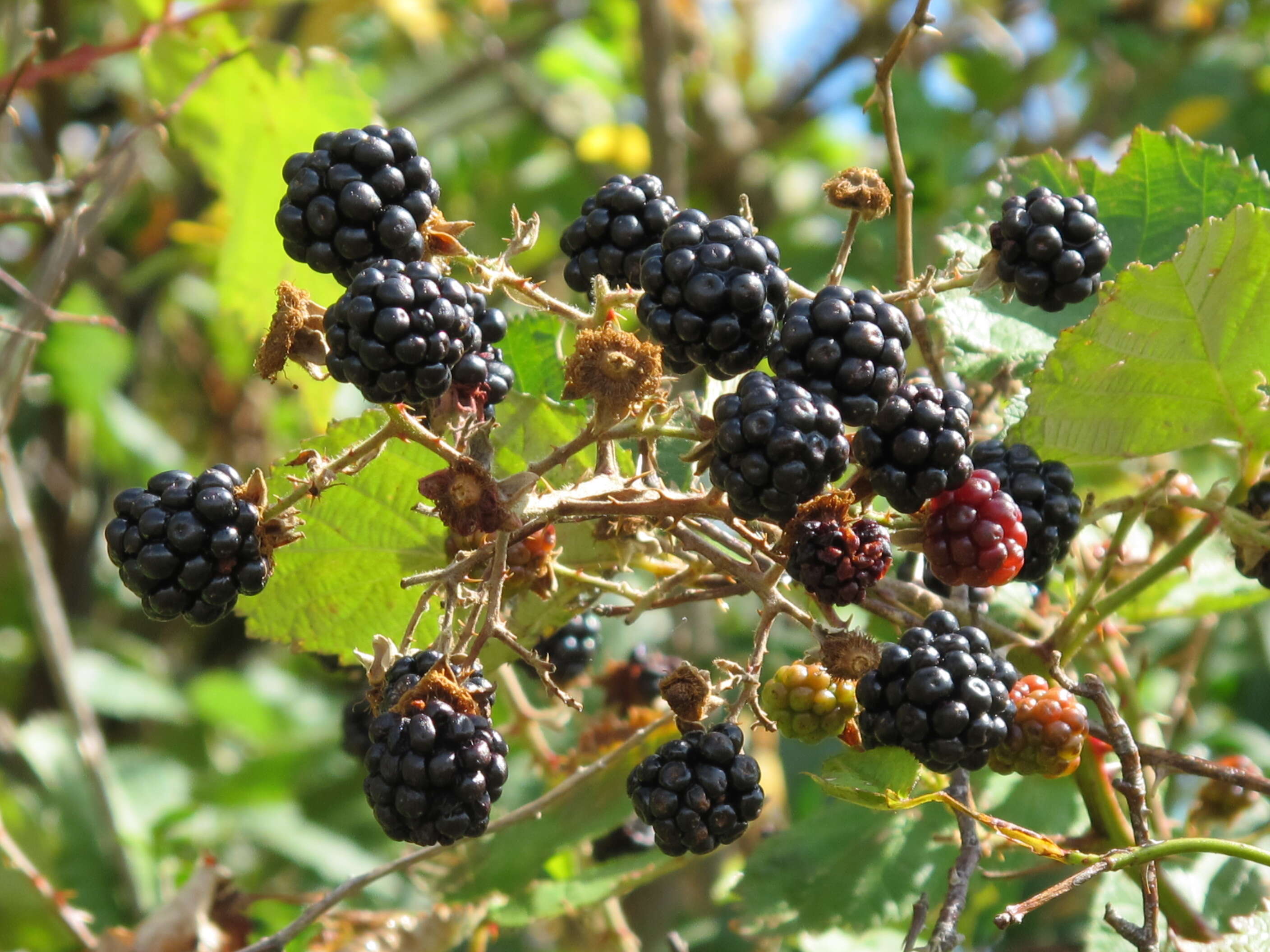 Image of Himalayan blackberry