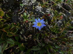 صورة Gentiana prostrata Haenke