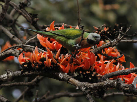 Image of Moustached Parakeet