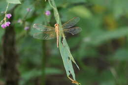 Image of Neurothemis intermedia (Rambur 1842)