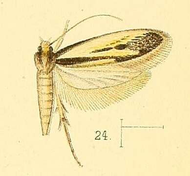 Image of Proterospastis