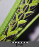 Image of Tufted Sedge