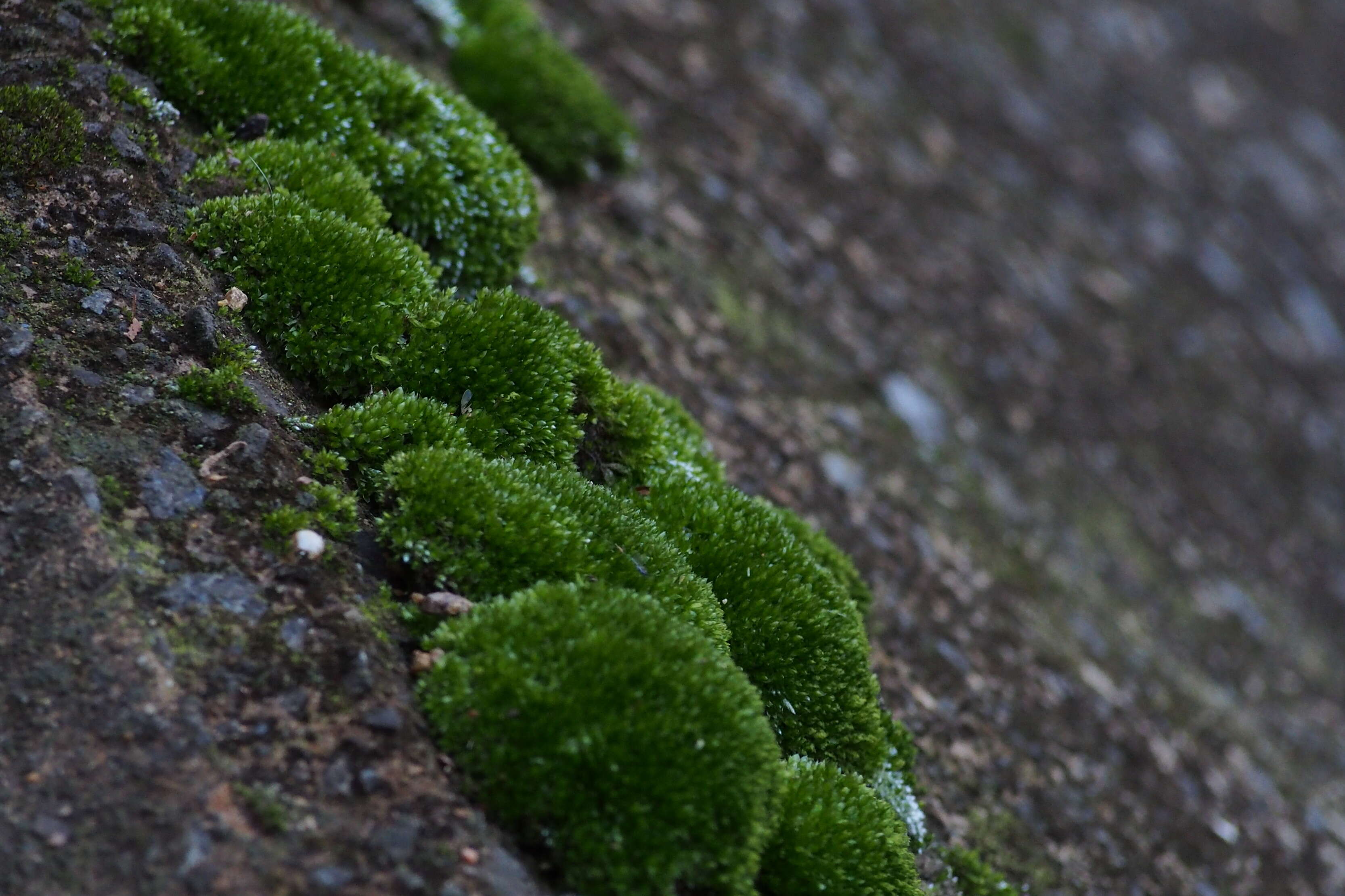 Image of silvergreen bryum moss