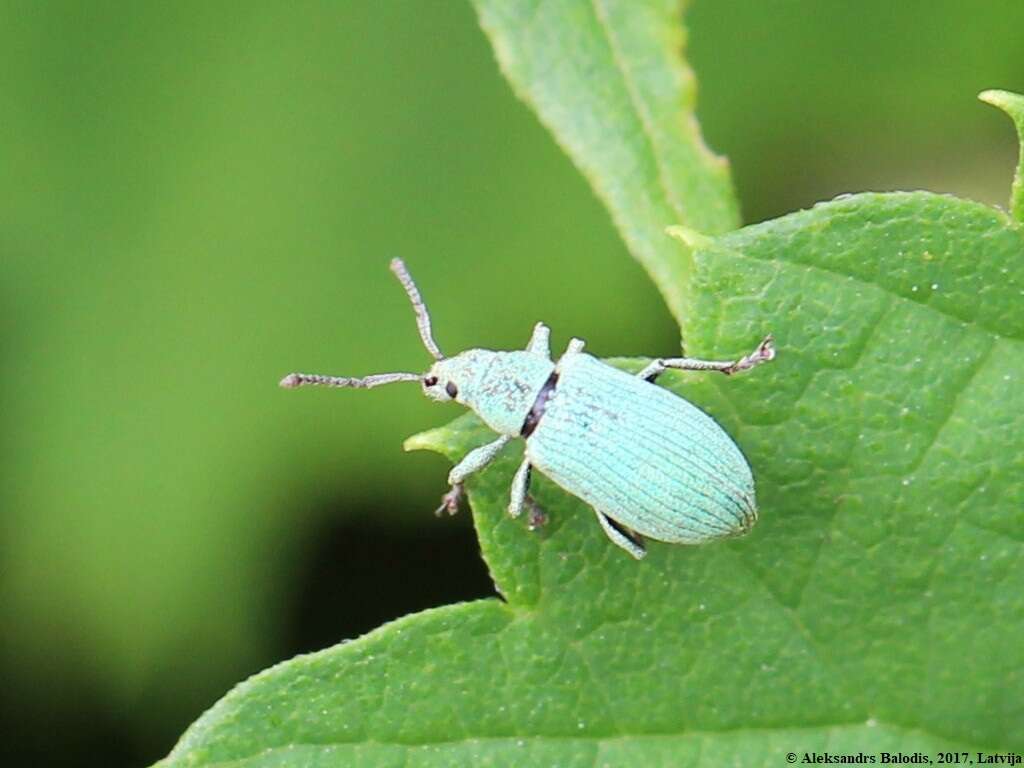 Image of Phyllobius (Subphyllobius) virideaeris (Laicharting 1781)