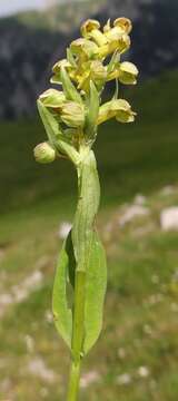 Plancia ëd Dactylorhiza viridis (L.) R. M. Bateman, Pridgeon & M. W. Chase