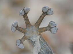 Image of Israeli Fan-fingered Gecko