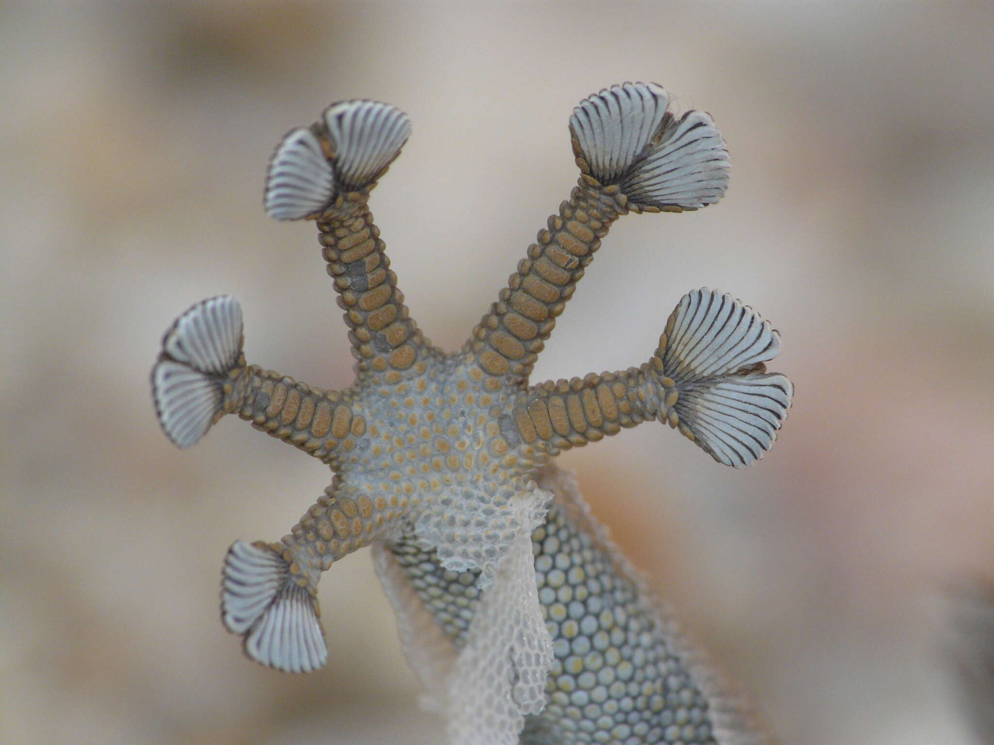 Image of Israeli Fan-fingered Gecko