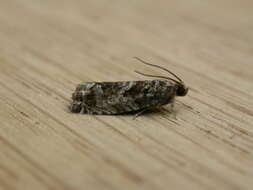 Image of beech moth