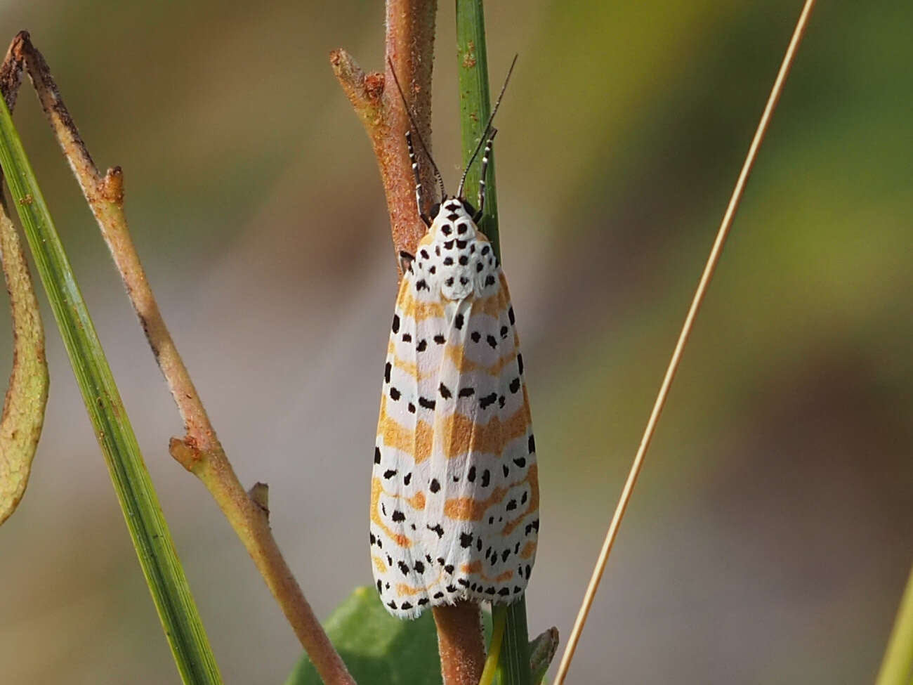 Sivun Utetheisa ornatrix Linnaeus 1758 kuva