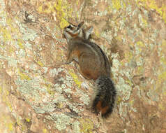 Image of Cliff Chipmunk