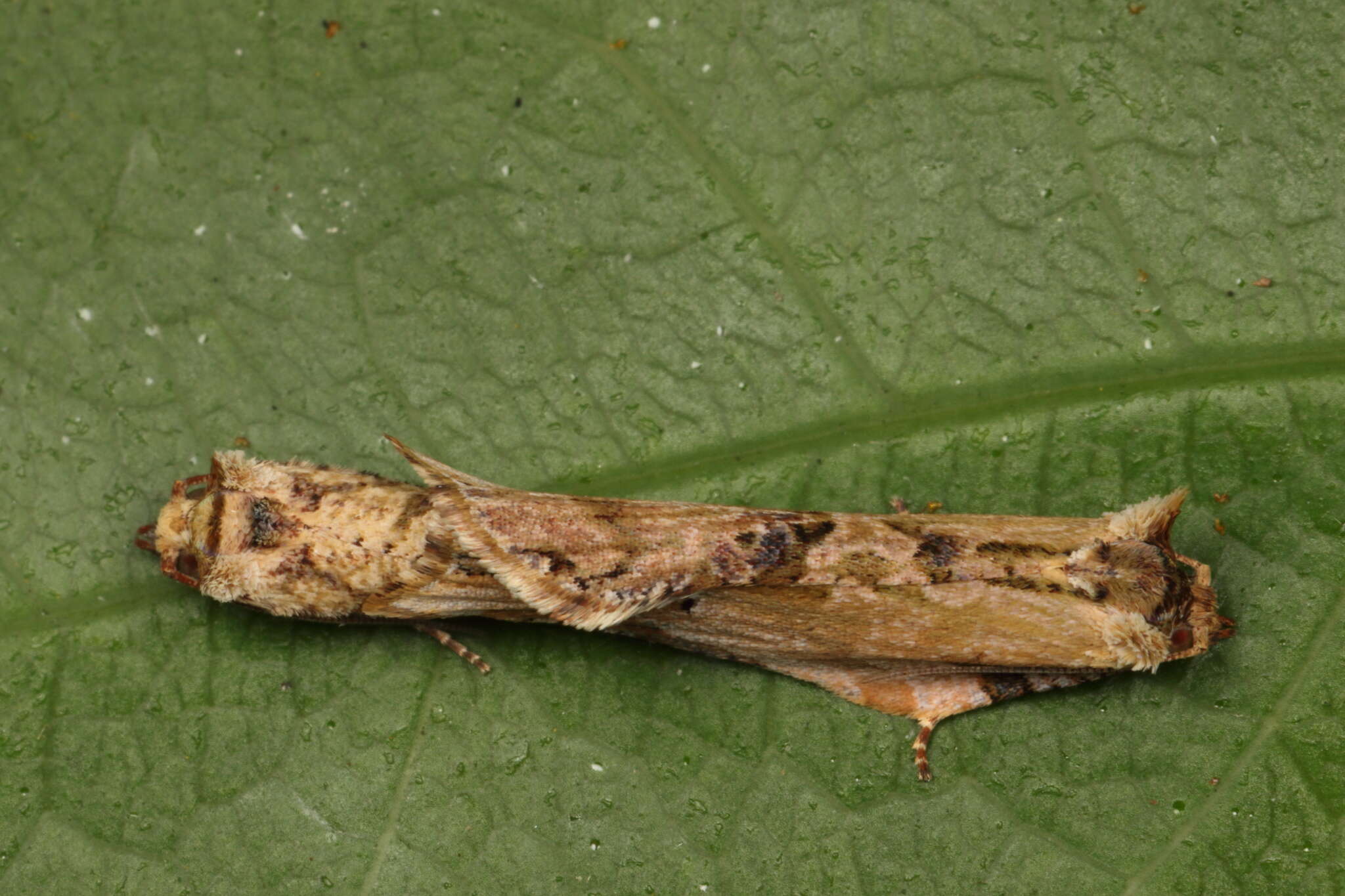 Image of brindled bell moth